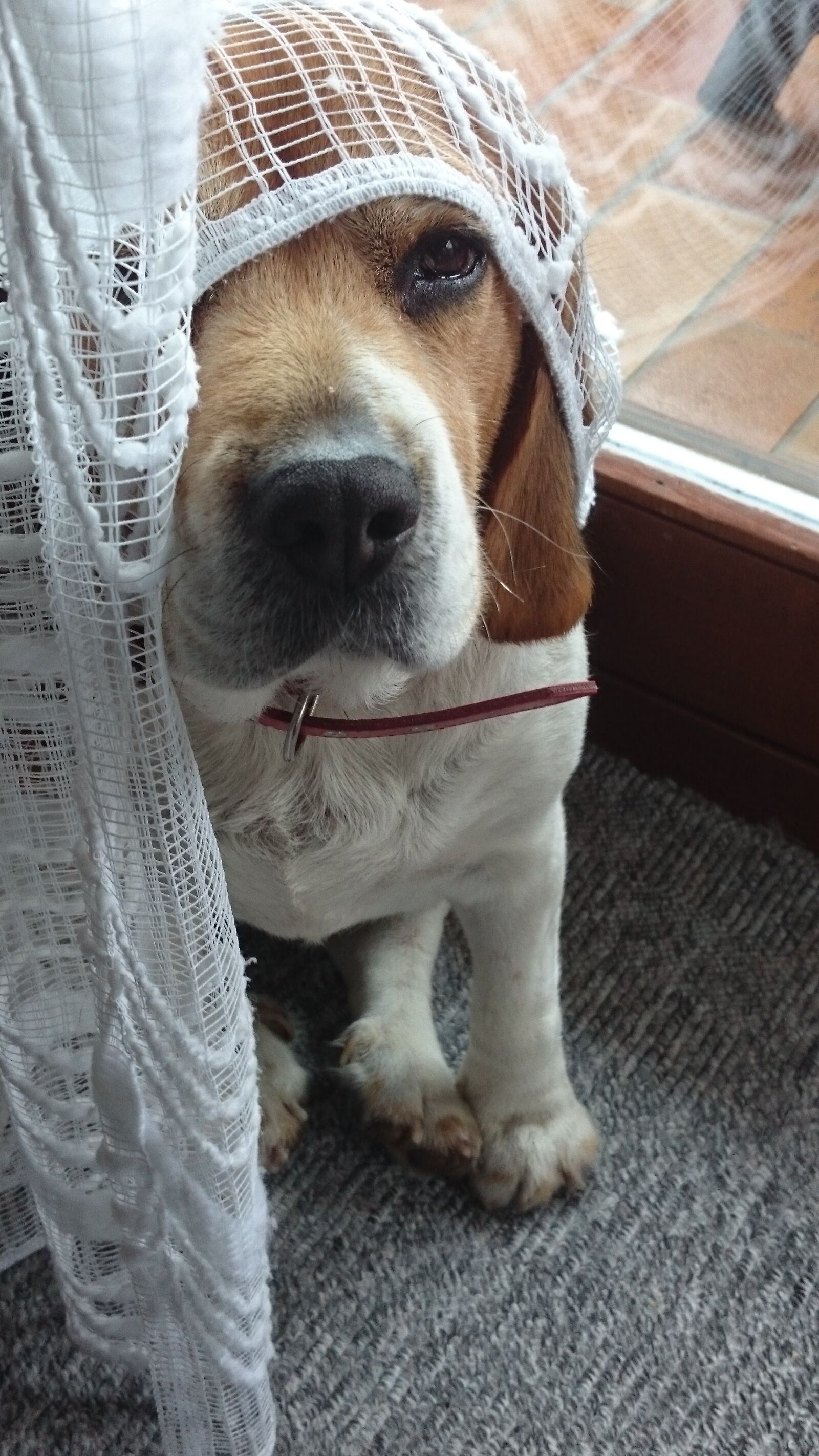 Sony Xperia Z1 Compact sample photo. Beagle photography