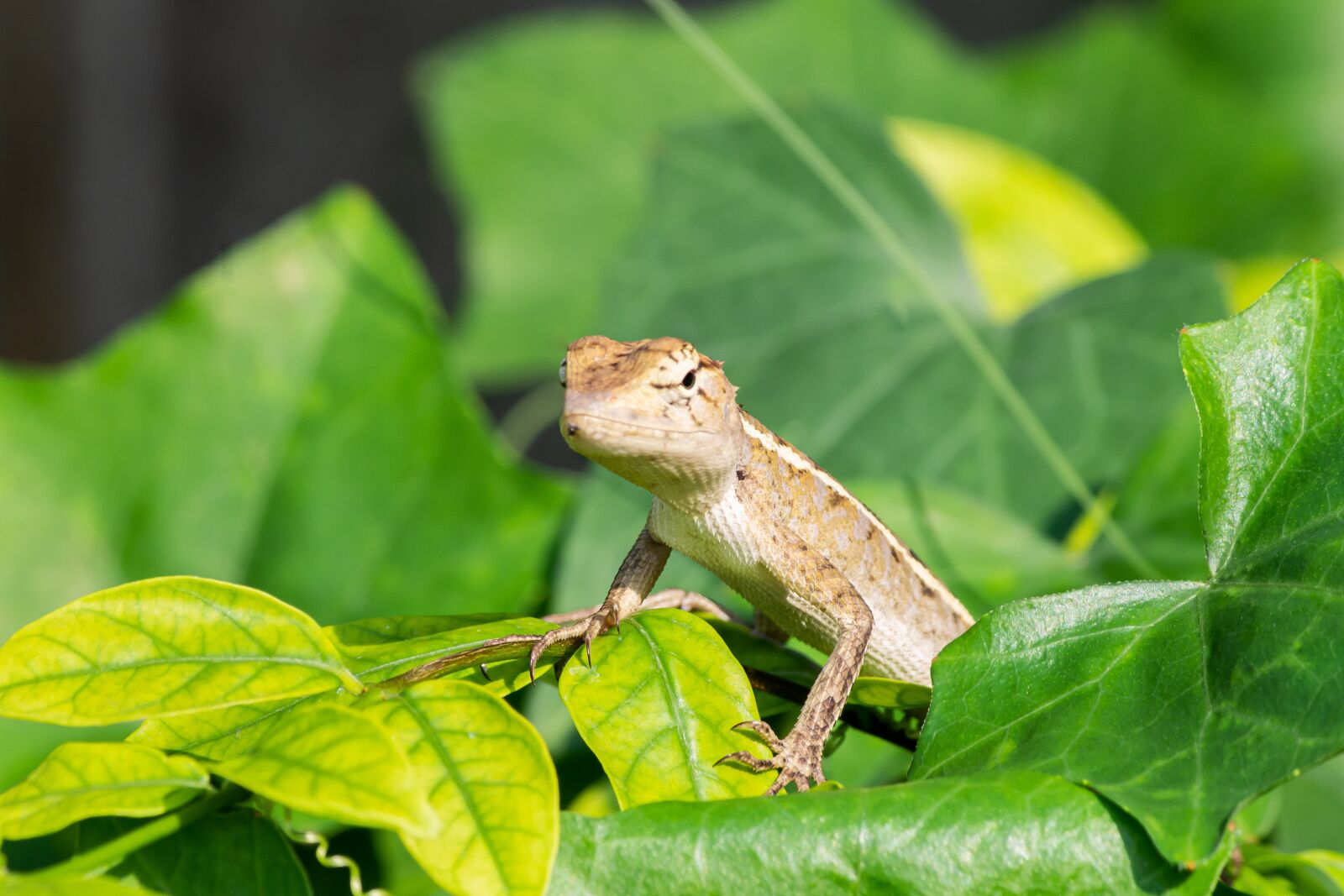 Canon EF-S 55-250mm F4-5.6 IS sample photo. Madagascar, pet, animal photography