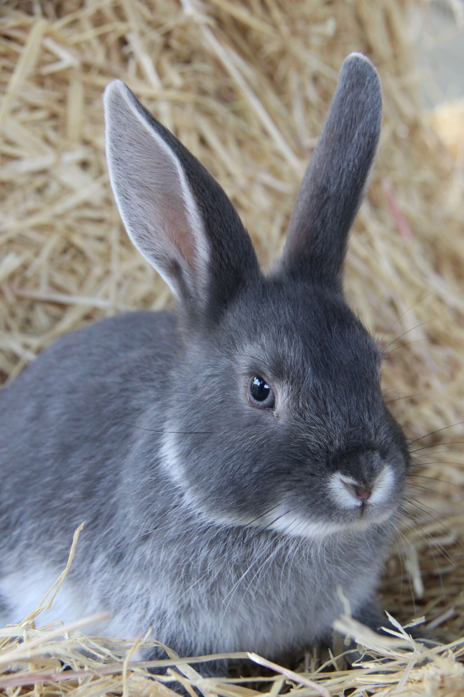 Canon EF-S 18-200mm F3.5-5.6 IS sample photo. Rabbit, cute, bunny photography