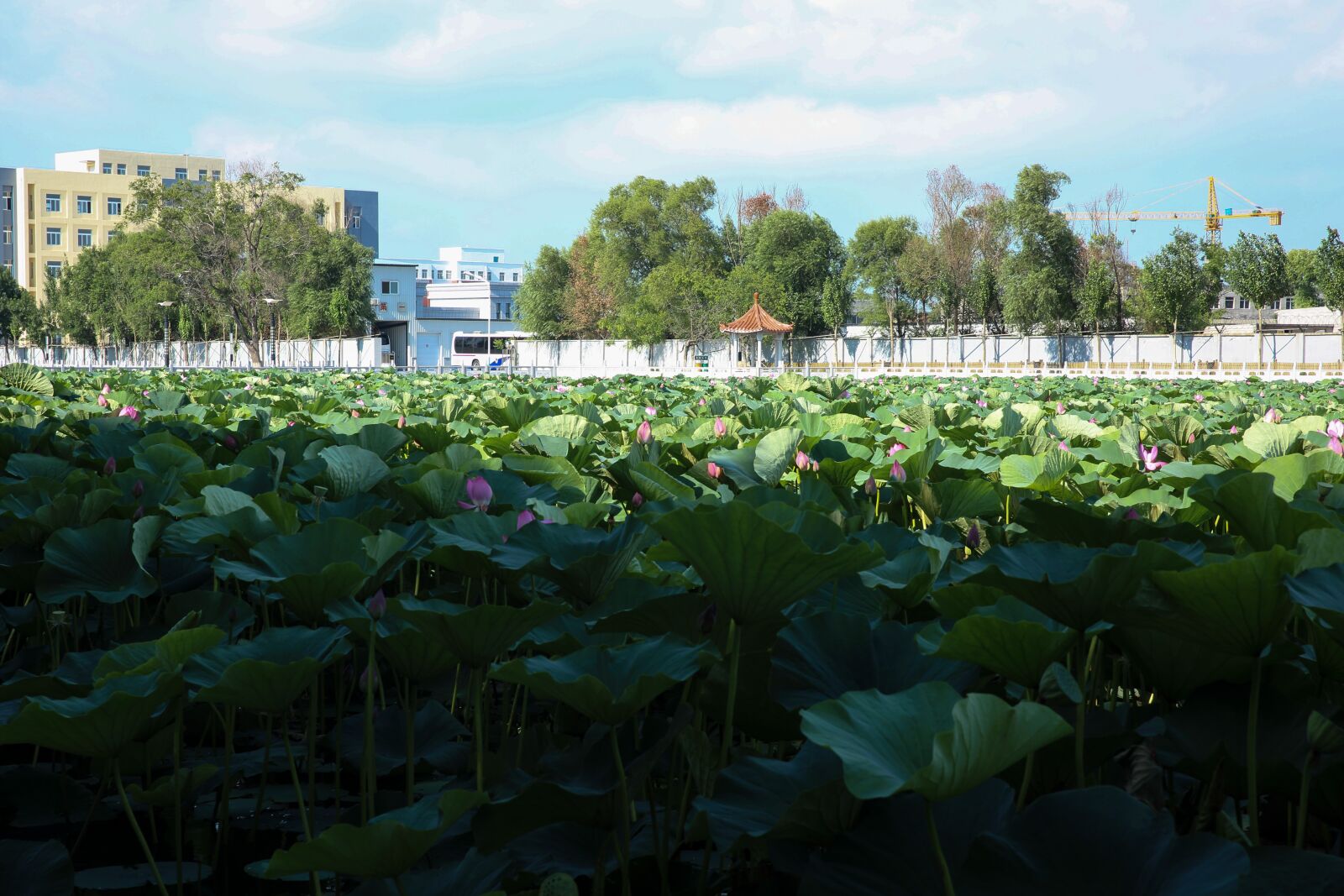 Canon EF 24-70mm F2.8L II USM sample photo. The scenery, lotus, scene photography