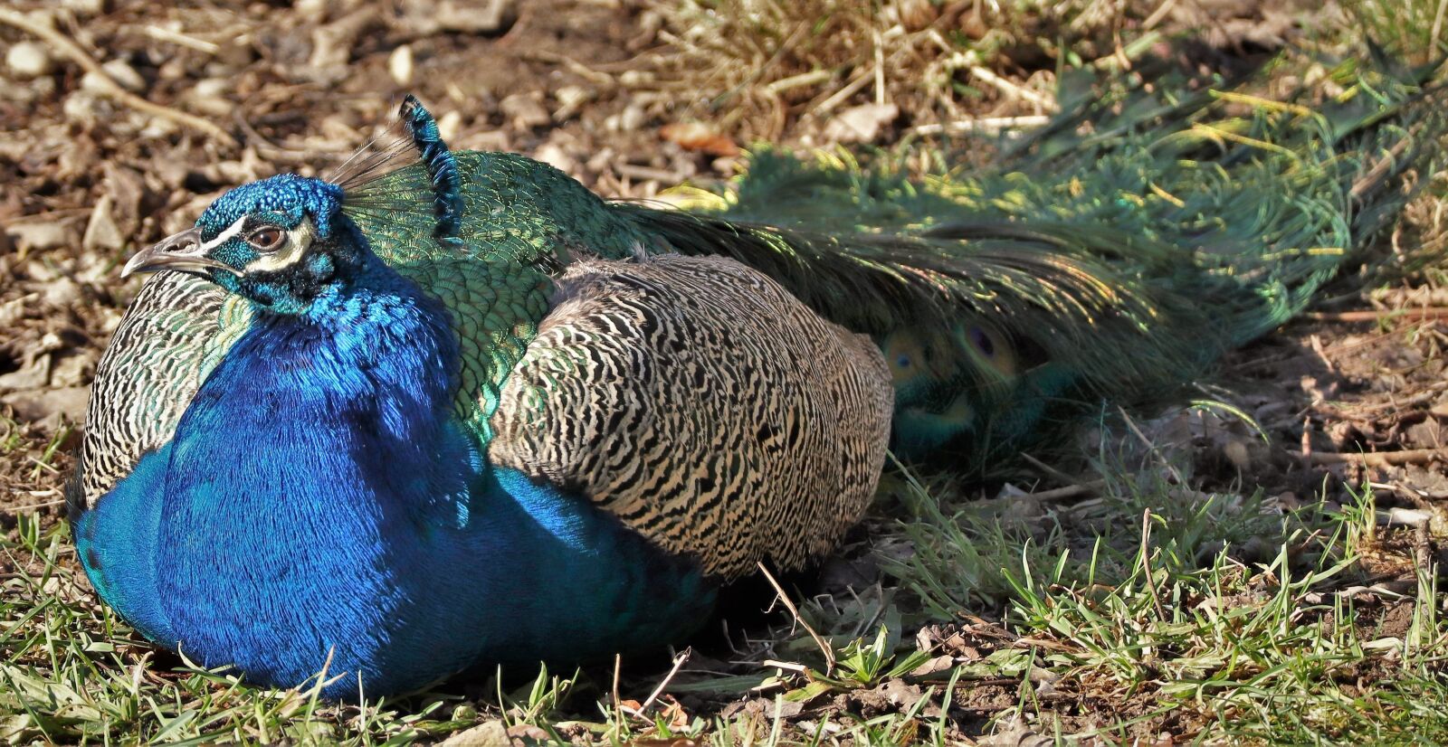 Canon EOS M50 (EOS Kiss M) sample photo. Animal, bird, peacock photography