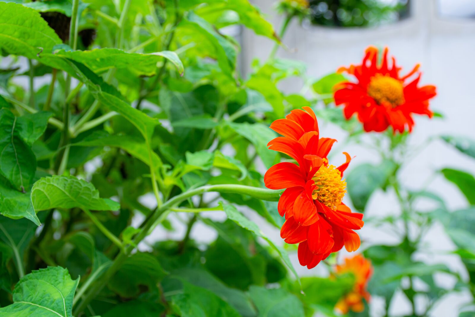 Nikon D3100 sample photo. Macro, sunlight, flower garden photography