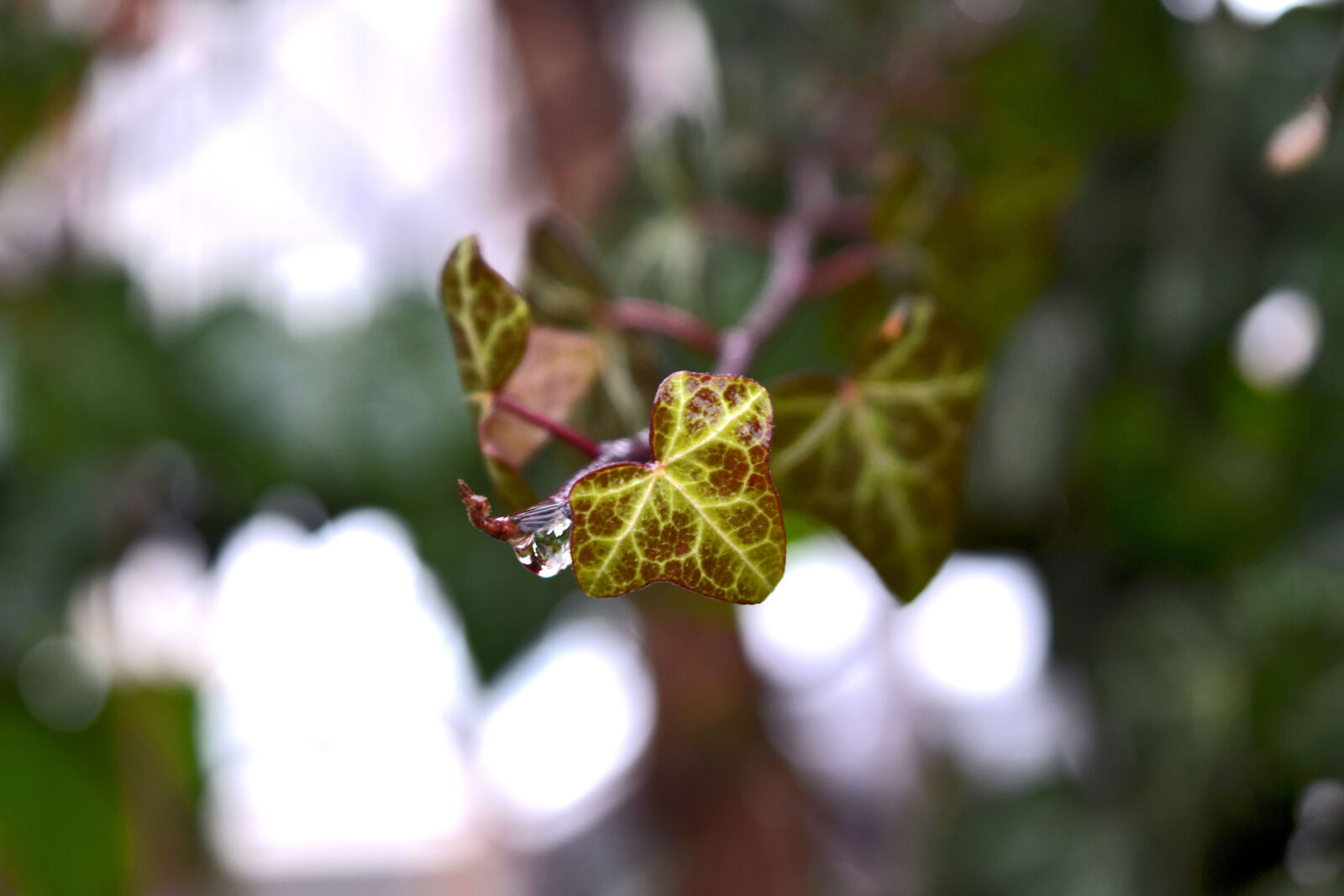 Nikon D3300 sample photo. Ivy, rain, raindrop, winter photography