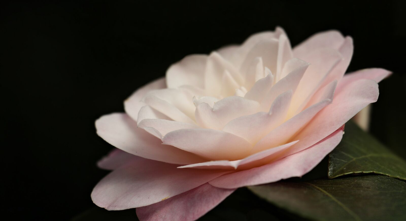 Canon EOS 100D (EOS Rebel SL1 / EOS Kiss X7) sample photo. Camellia, camellia flower, flower photography