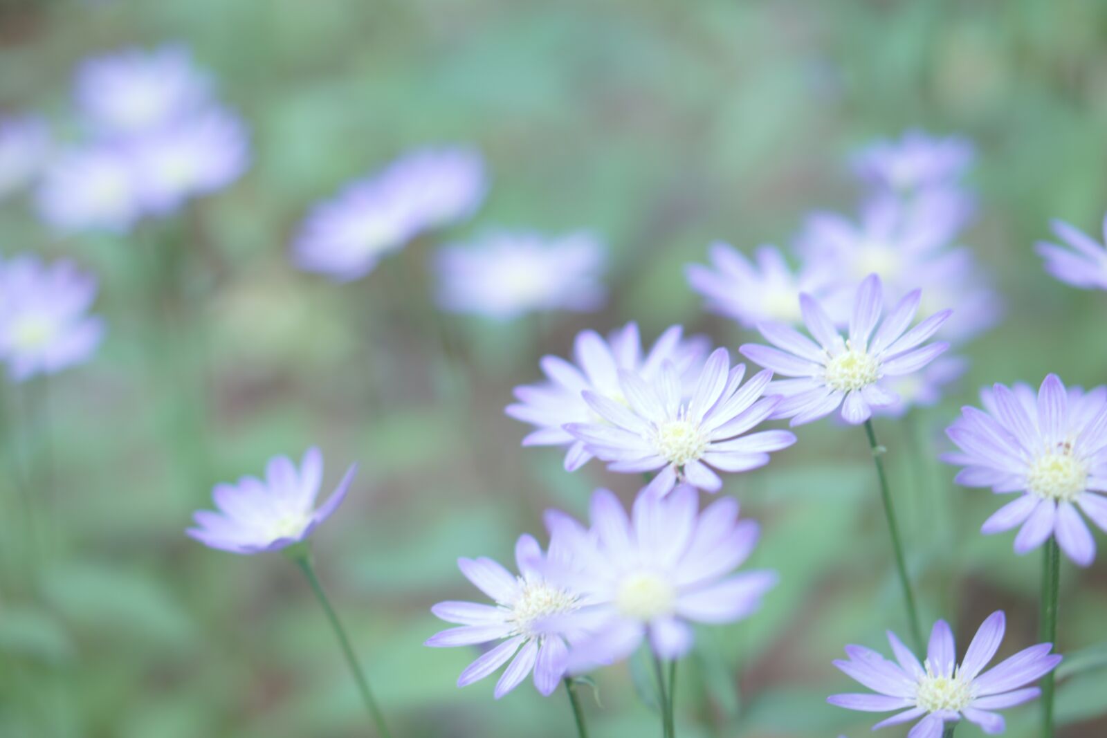 E 50mm F1.8 OSS sample photo. Flowers, pale, natural photography
