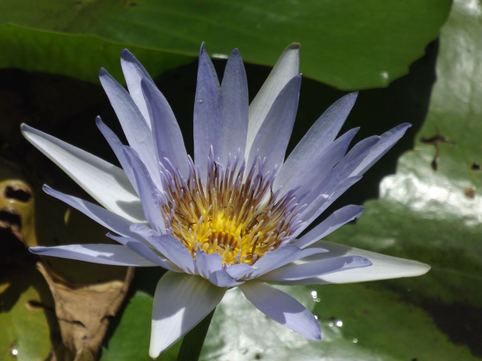 Fujifilm FinePix S3400 sample photo. Lily, waterlily, blue photography