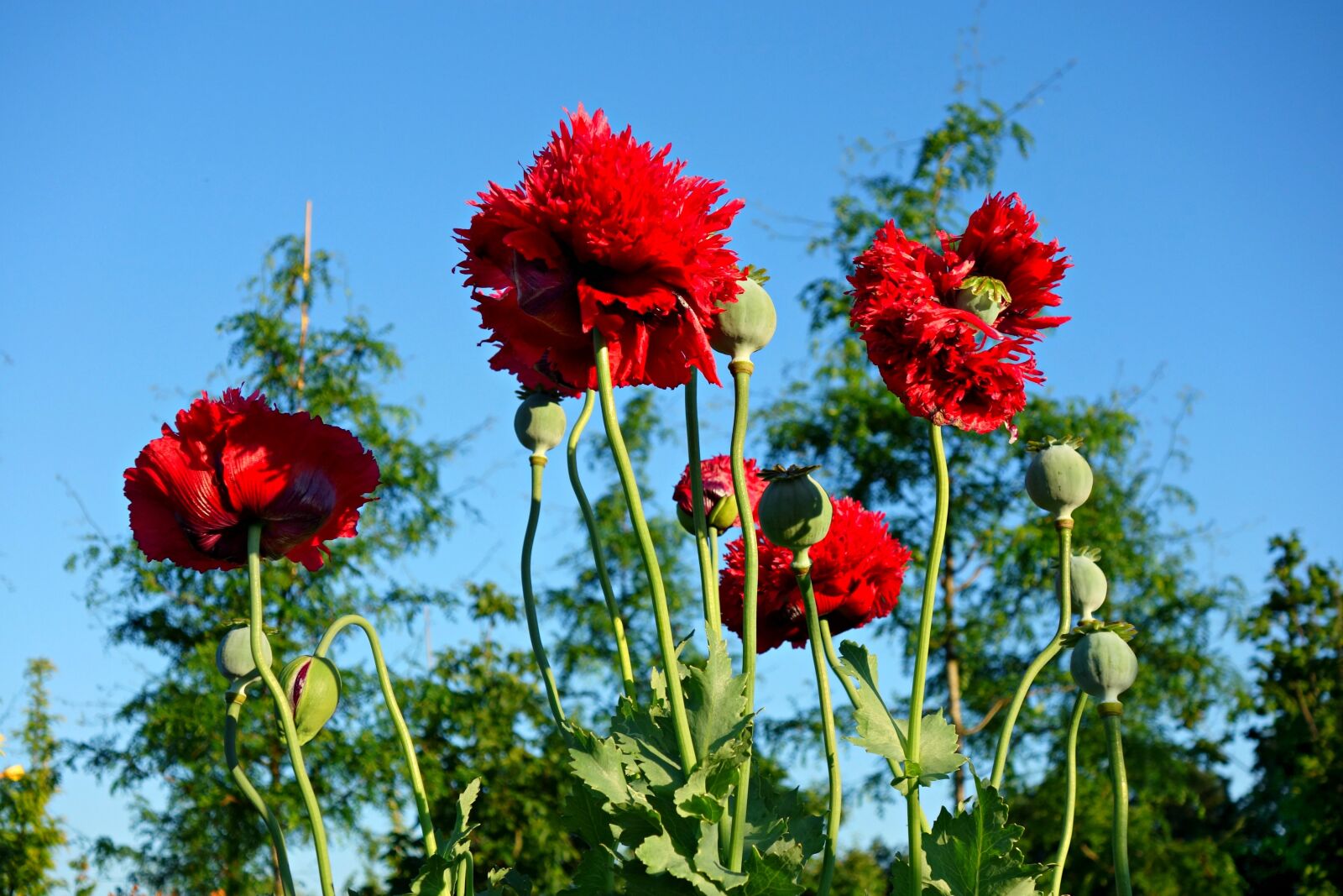 Sony Cyber-shot DSC-RX100 sample photo. Poppy, papaver, plant photography