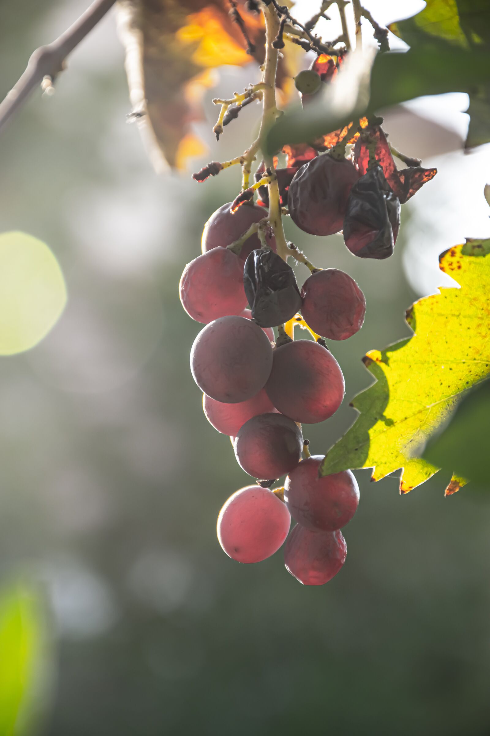 Nikon D5600 sample photo. Grape, fruit, wine growing photography