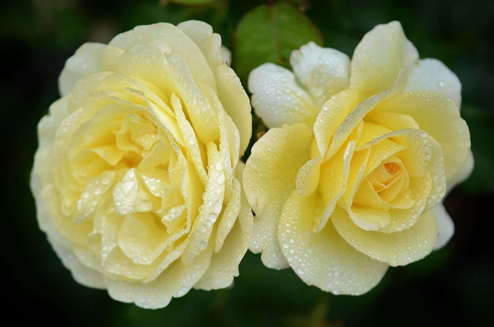 Nikon D7000 sample photo. Rose, flower, natur photography