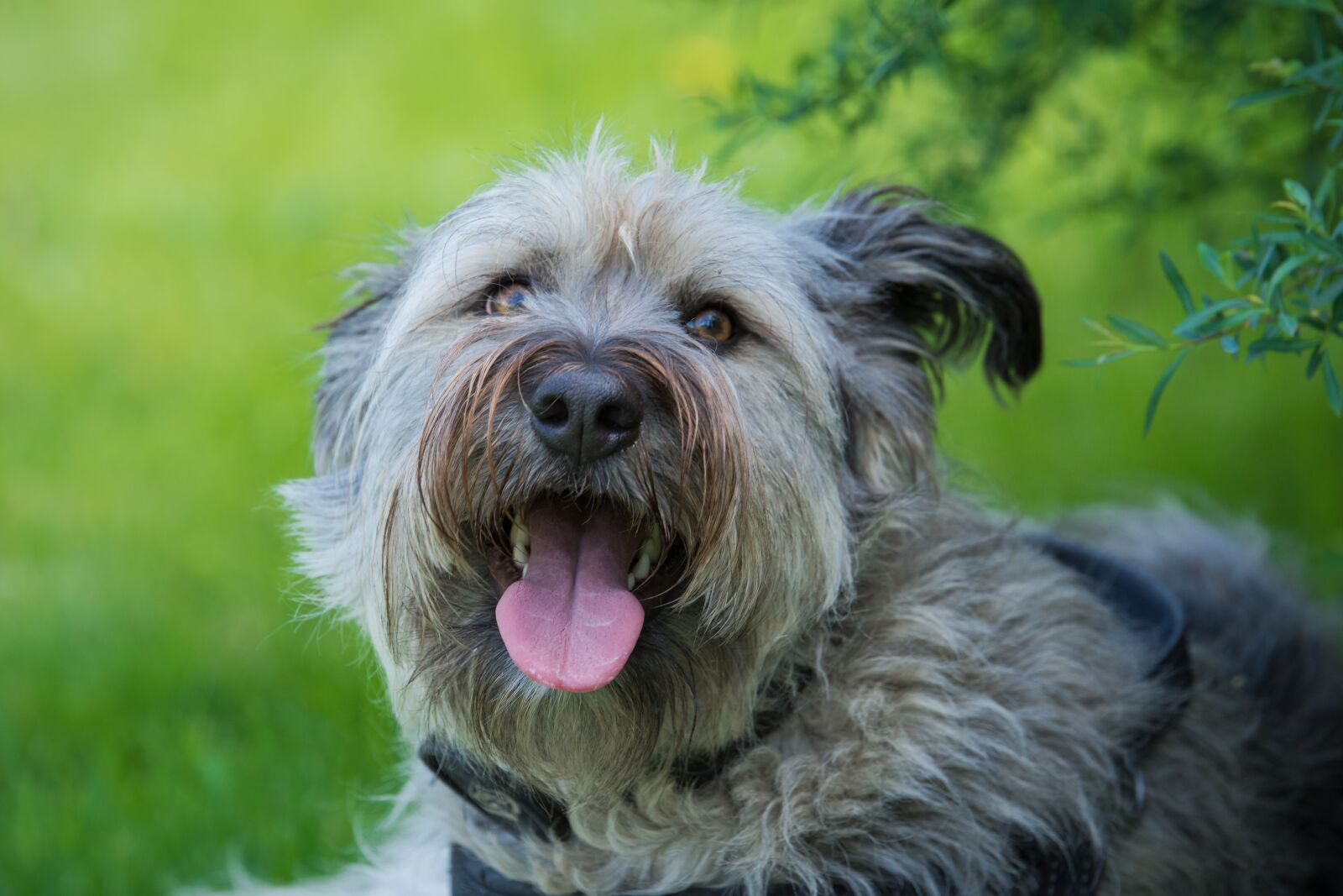 Tamron SP 70-200mm F2.8 Di VC USD sample photo. Dog, meadow, dog portrait photography