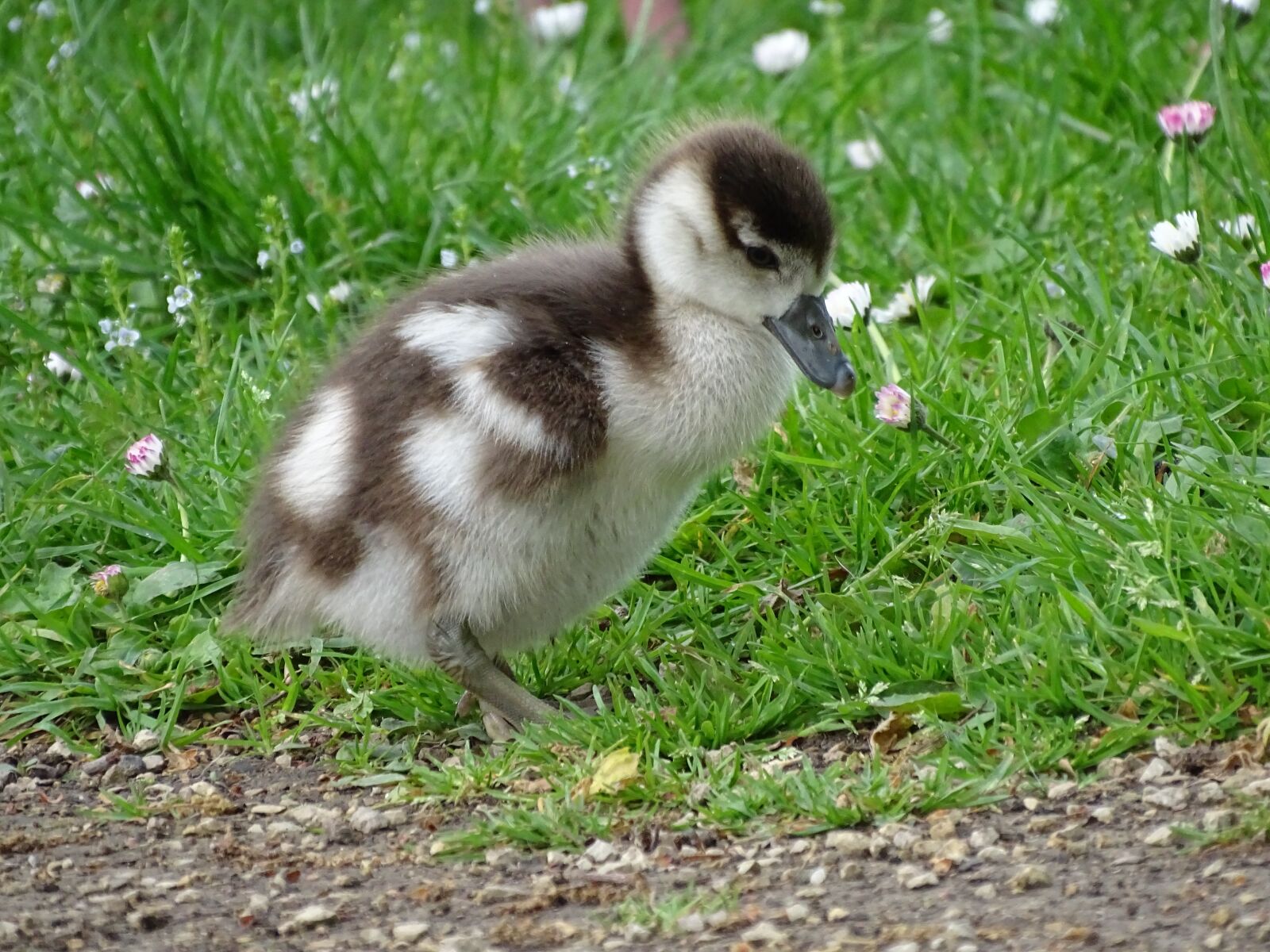 Sony Cyber-shot DSC-HX400V sample photo. Goslings, macro, goose photography