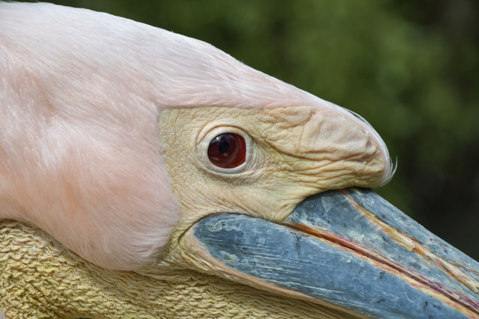 Nikon D500 sample photo. Pelican, close up, bird photography