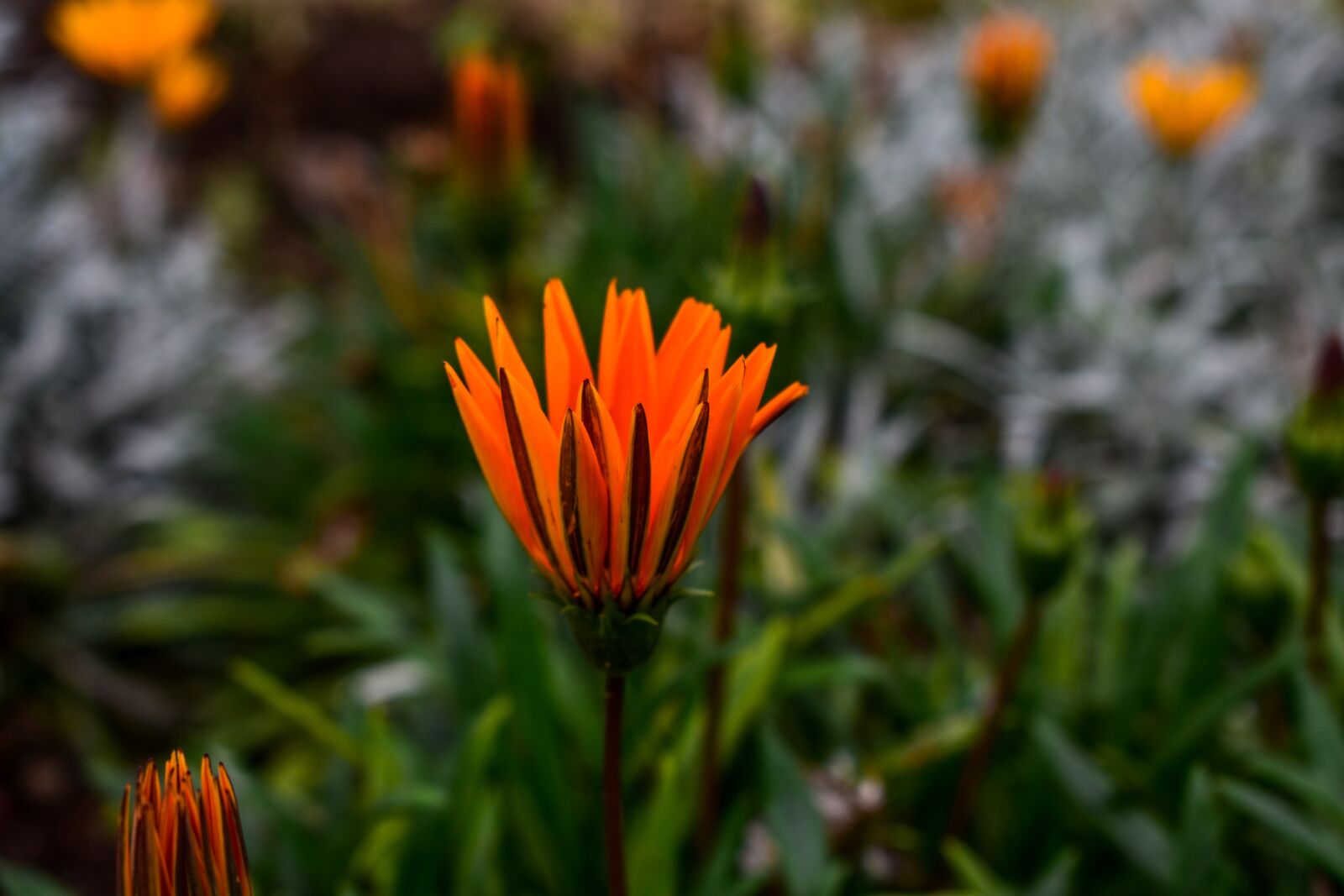 Nikon D3400 sample photo. Flower, plant, nature photography