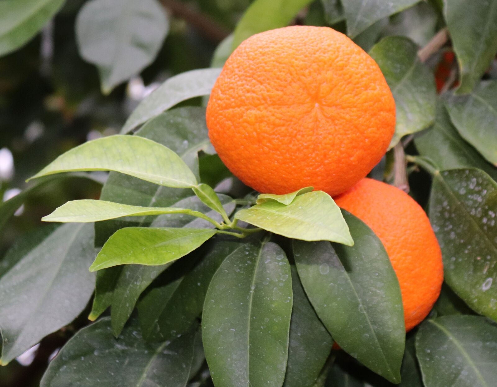 Canon EOS 200D (EOS Rebel SL2 / EOS Kiss X9) sample photo. Oranges, fruits, orange tree photography