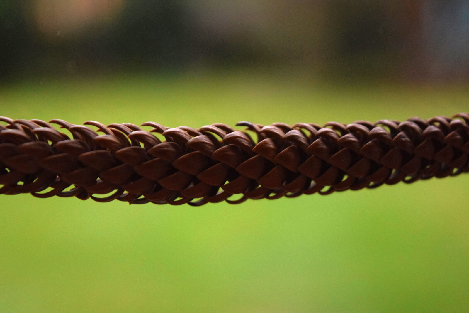 Nikon D3300 sample photo. Cone, nature, pine, cone photography