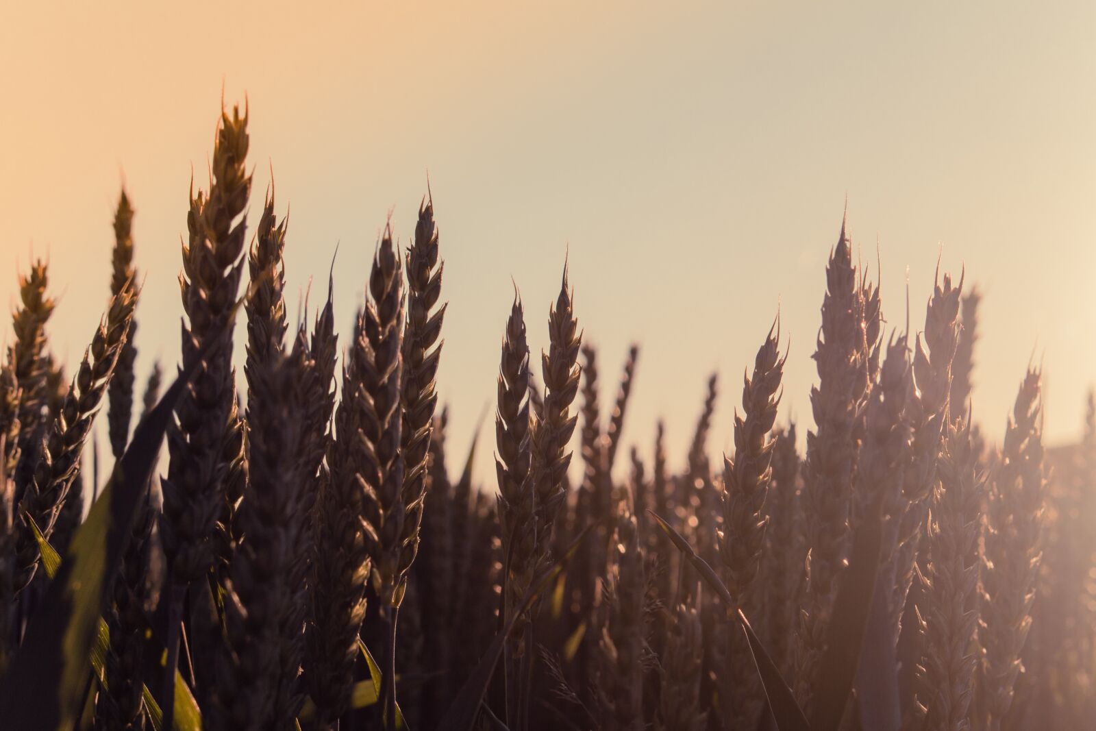 Canon EOS 70D sample photo. Sunset, cereals, field photography