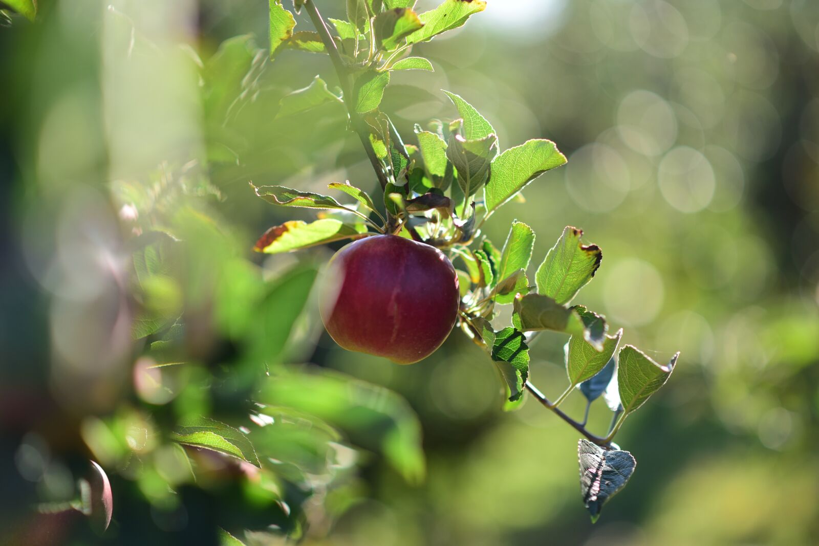 Nikon D750 sample photo. Apple, light, detail of photography