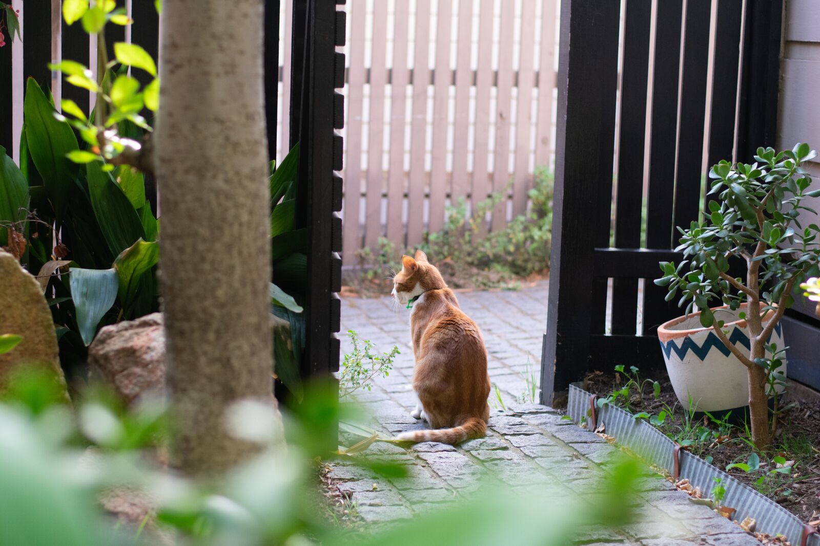 Nikon D3400 sample photo. Pet, animal, cat photography