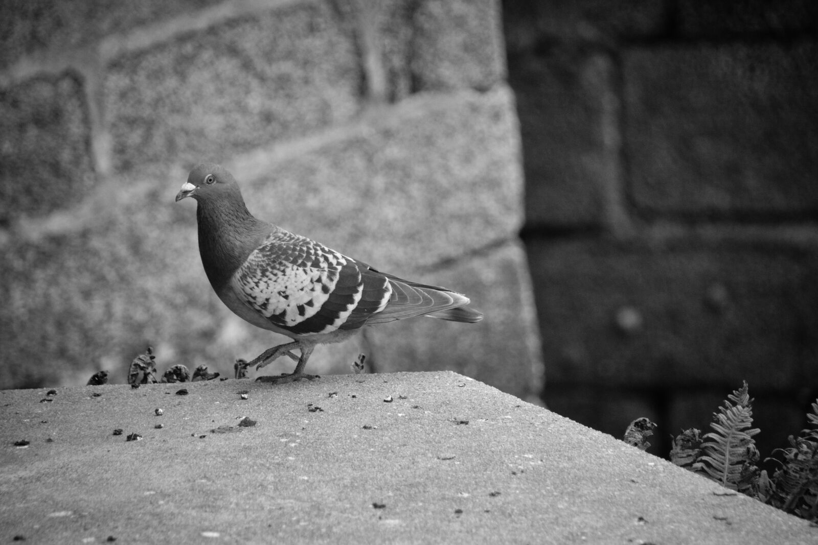 Nikon D5200 sample photo. Pigeon, bird, animal photography