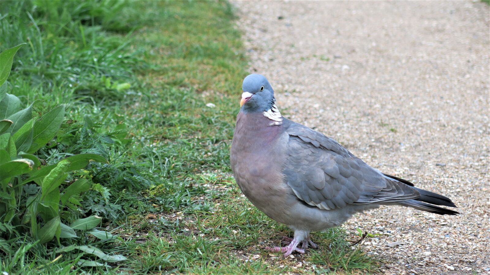 Canon PowerShot G15 sample photo. Pigeon, bird, cute photography