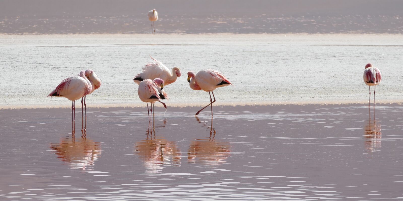 Panasonic Lumix DMC-FZ1000 sample photo. Flamingos, lagoon, bolivia photography