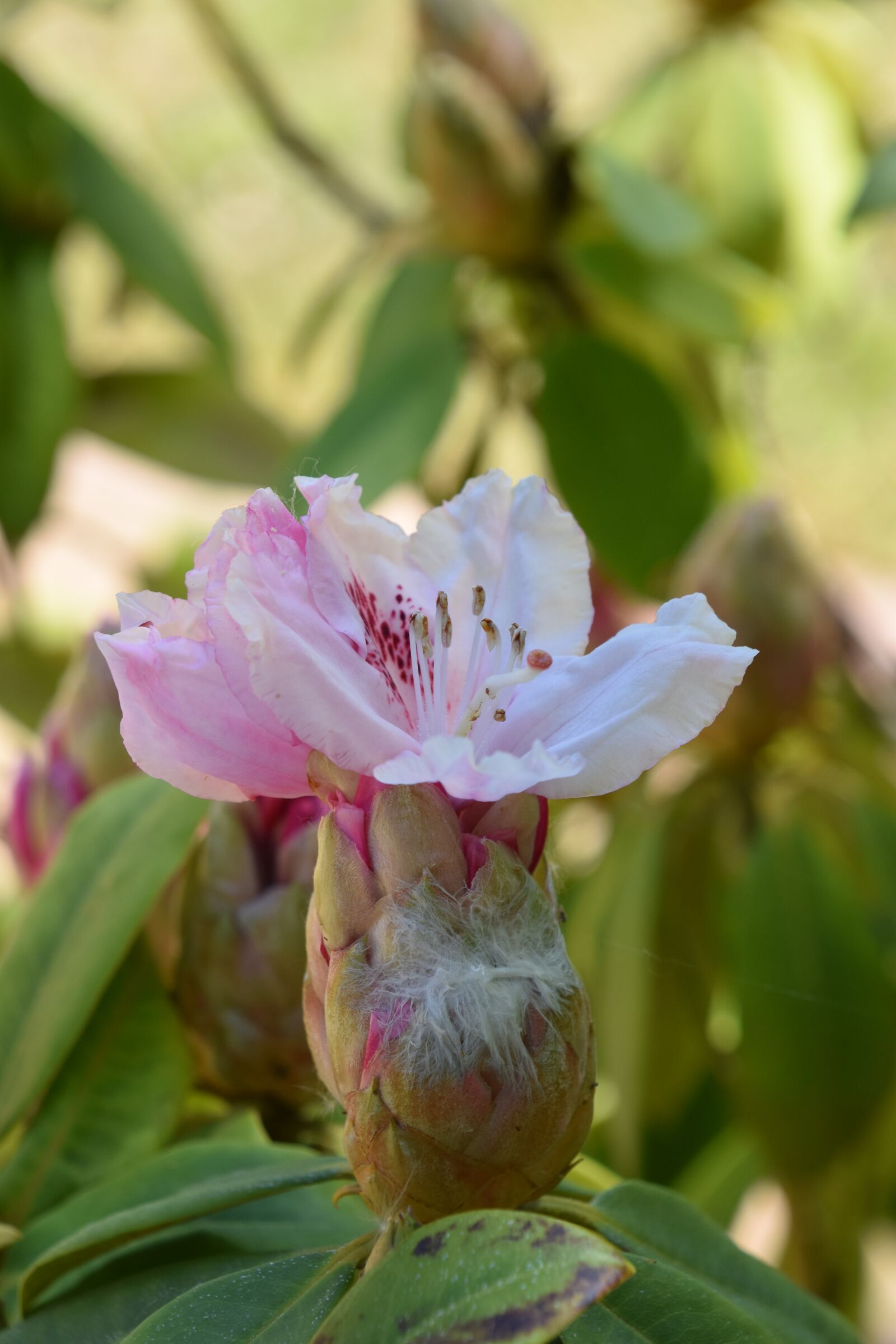 Nikon D5600 sample photo. Nature, flower, plant photography