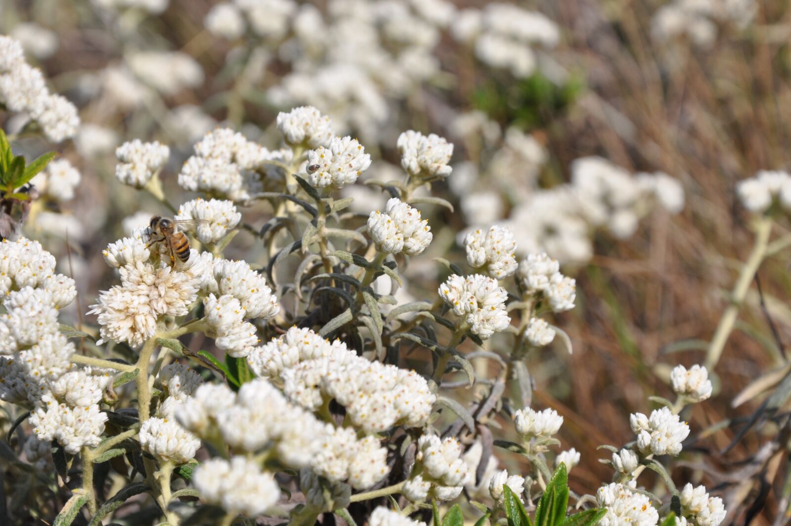 Nikon D90 sample photo. Flower, white, nature photography