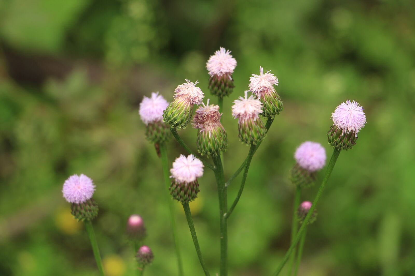 Canon EOS 700D (EOS Rebel T5i / EOS Kiss X7i) sample photo. Flower, plant, green photography