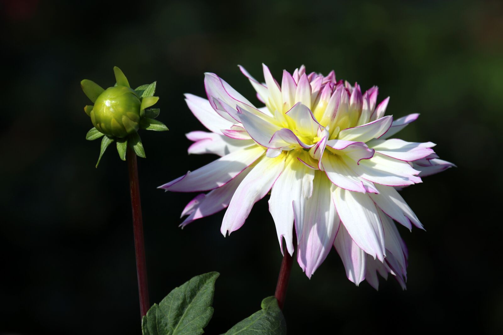 Canon EOS 800D (EOS Rebel T7i / EOS Kiss X9i) sample photo. Chrysanthemum, blossom, bloom photography