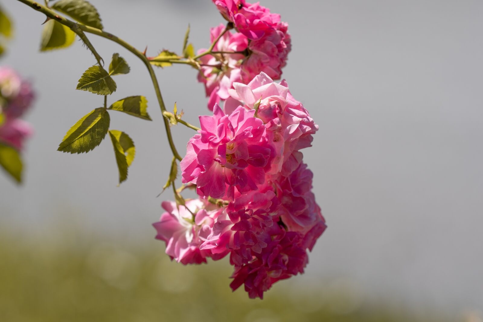 Nikon D750 sample photo. Flowers, pink, roses photography
