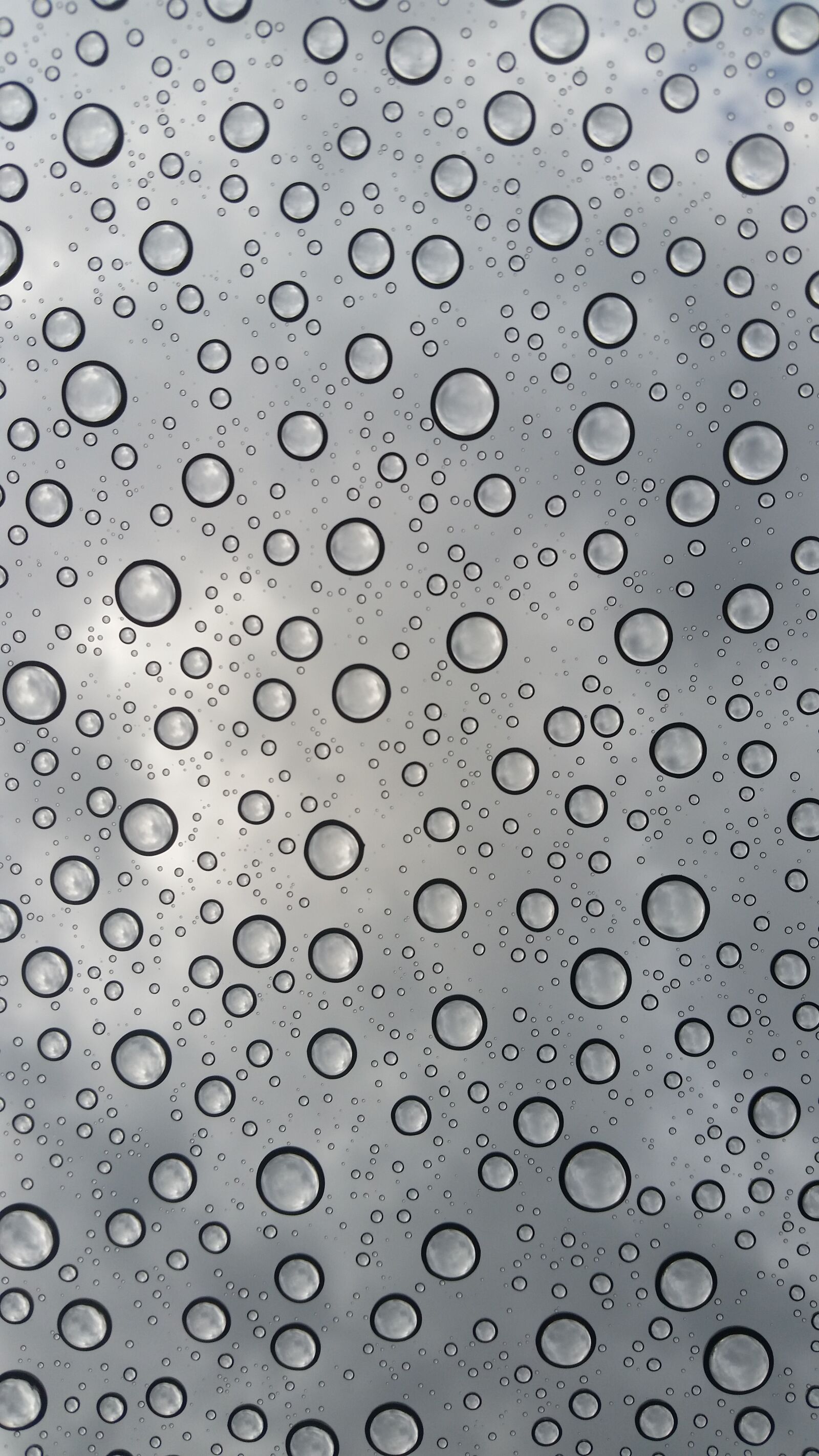 Samsung Galaxy S5 sample photo. Rain, drops, spring photography