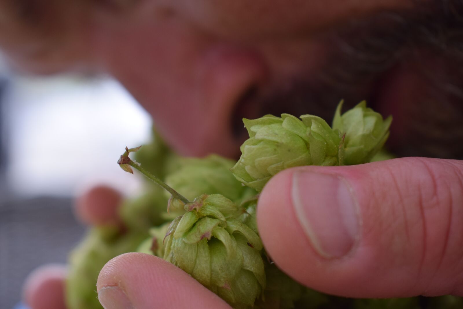 Nikon D3300 sample photo. Brewer, hop, bridge photography