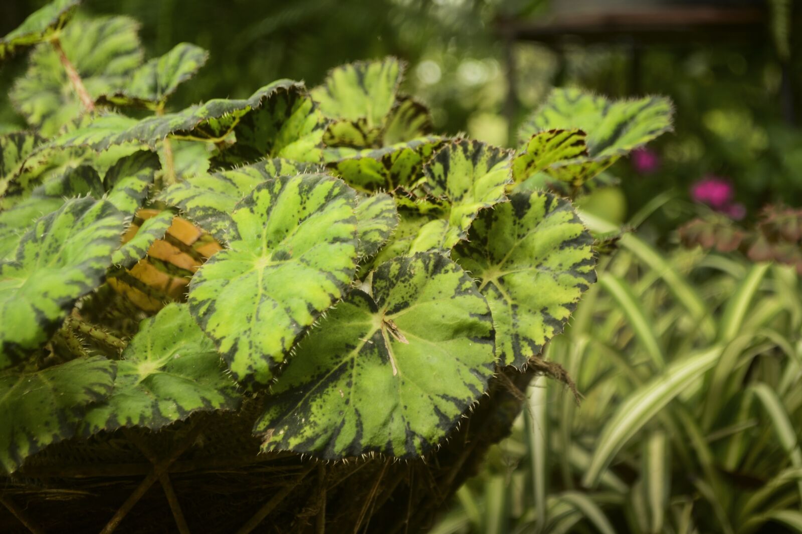 Nikon D3100 sample photo. Nature, plant, leaf photography