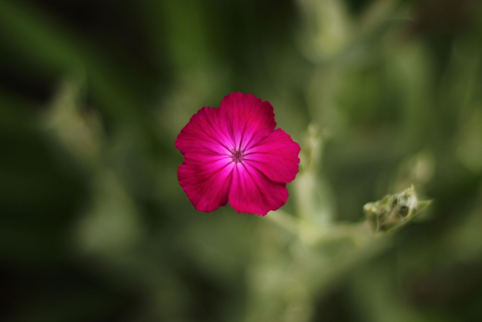 Canon EOS 600D (Rebel EOS T3i / EOS Kiss X5) + Canon EF 50mm F1.8 II sample photo. Flower, violet, spring photography