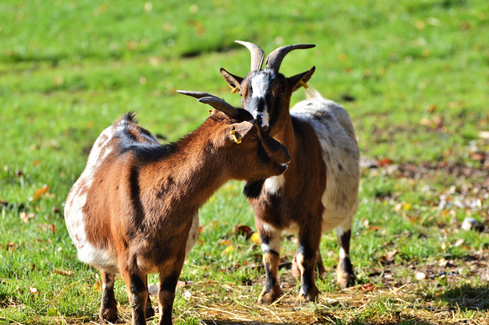 Nikon D3200 sample photo. Goat, livestock, billy goat photography