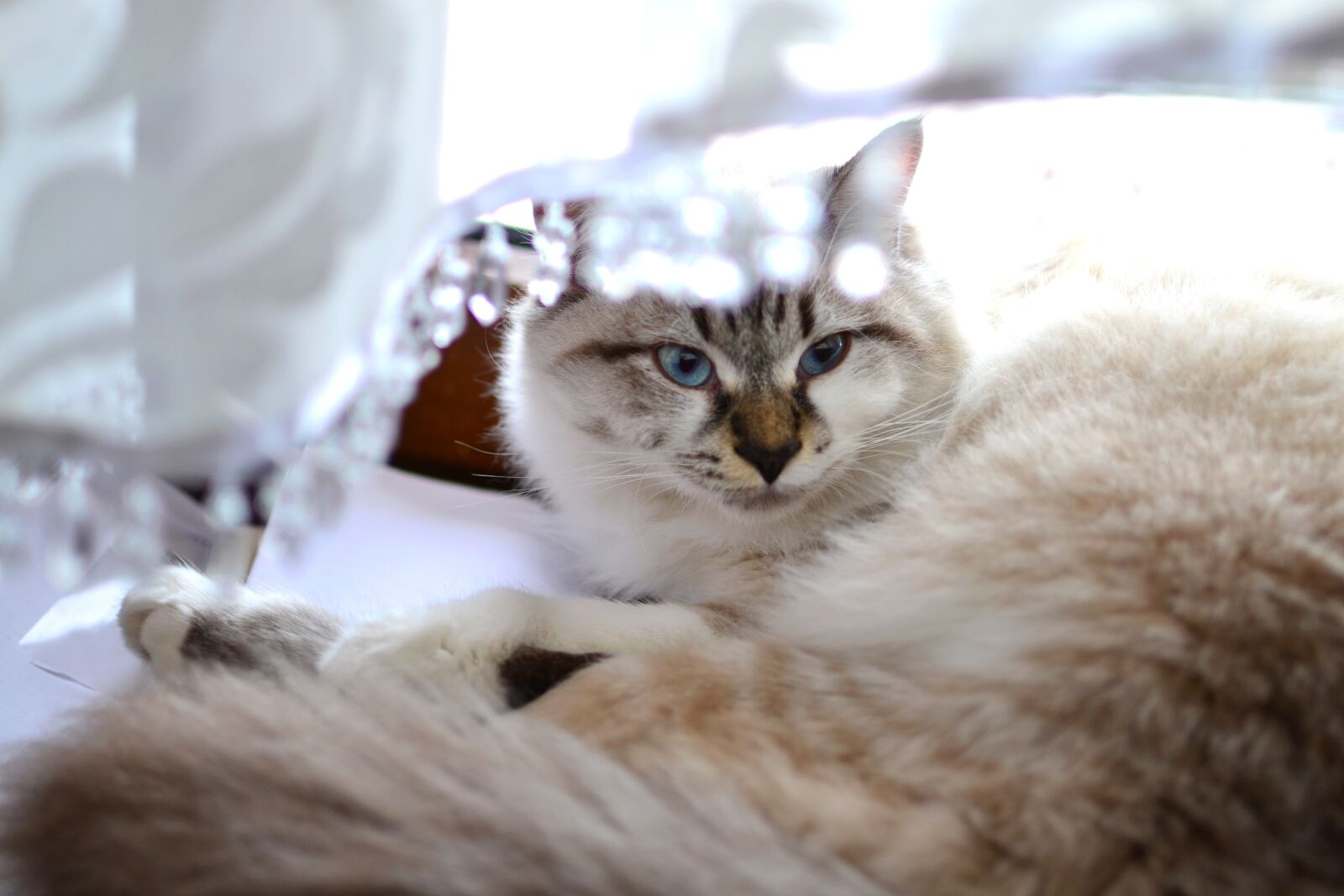 Nikon D3100 sample photo. Animals, feline, cats photography