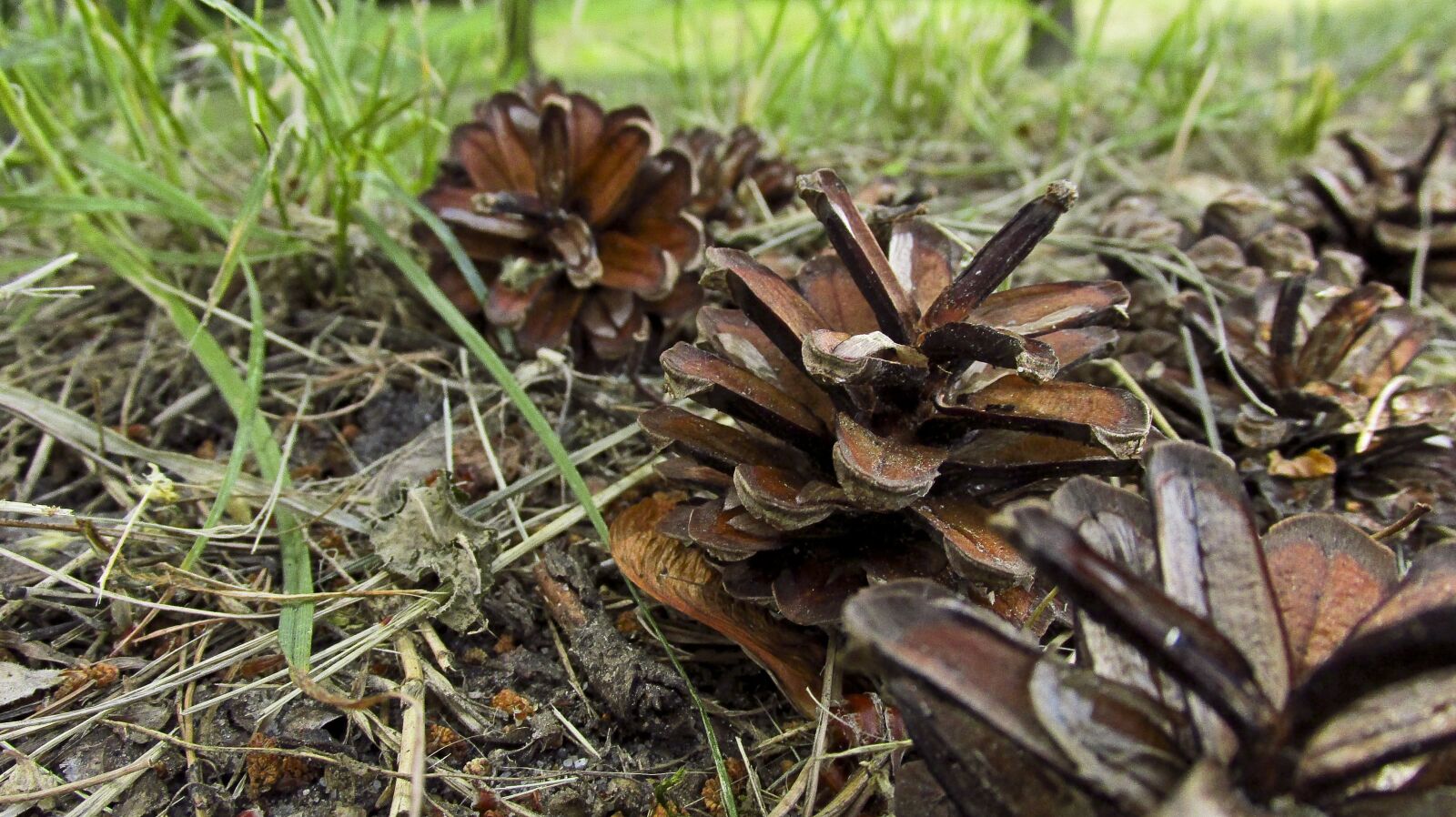 Canon PowerShot SX160 IS sample photo. Pine cone, pine, nature photography