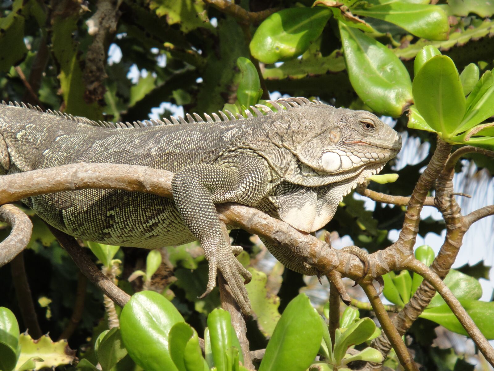 Sony DSC-TX1 sample photo. Iguana, reptile, bonaire photography