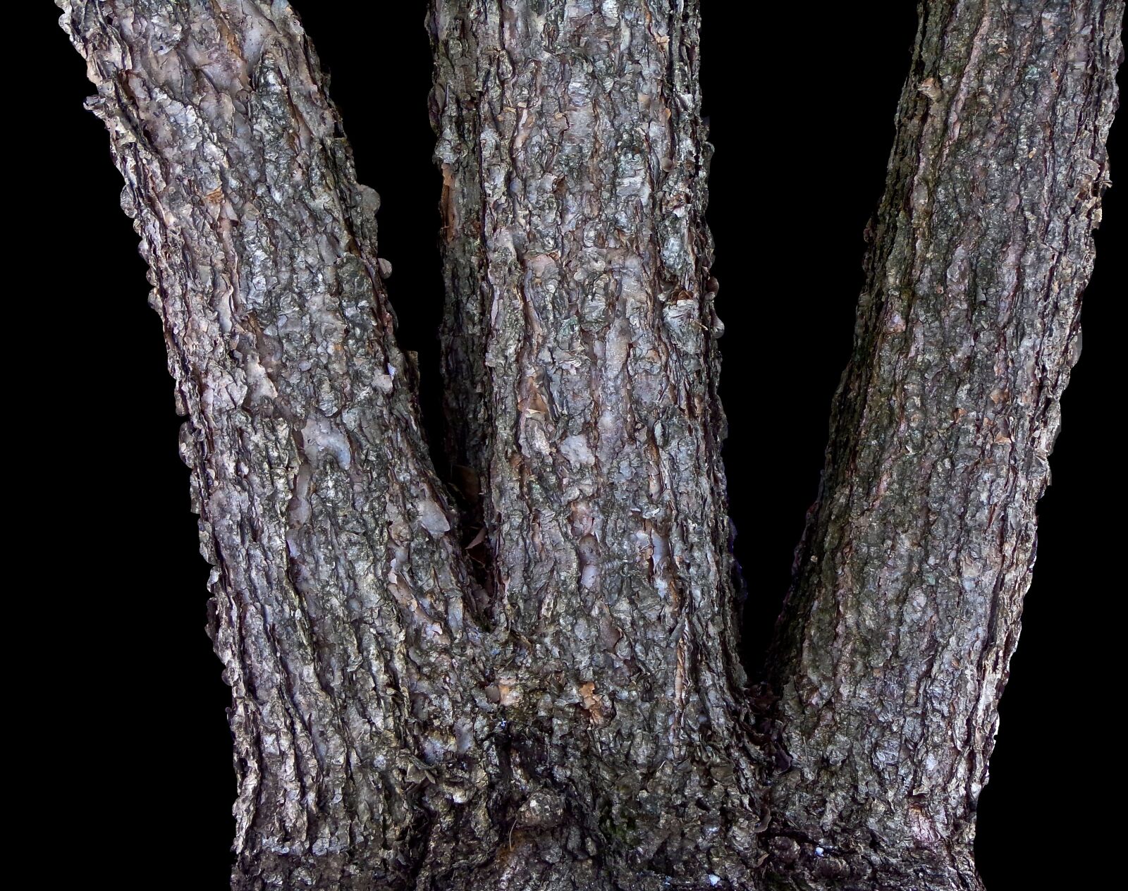 JK KODAK PIXPRO AZ421 sample photo. Tree, bark, trunk photography