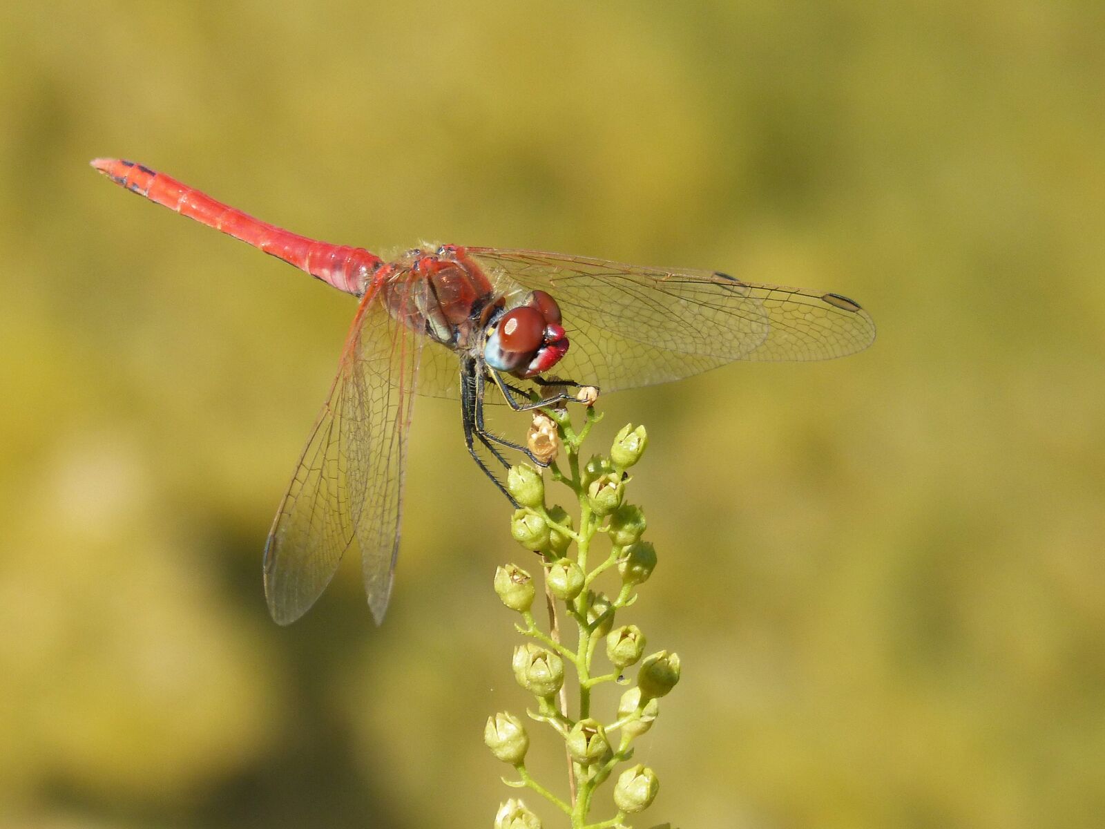 Panasonic DMC-FZ62 sample photo. Dragonfly, red dragonfly, sympetrum photography