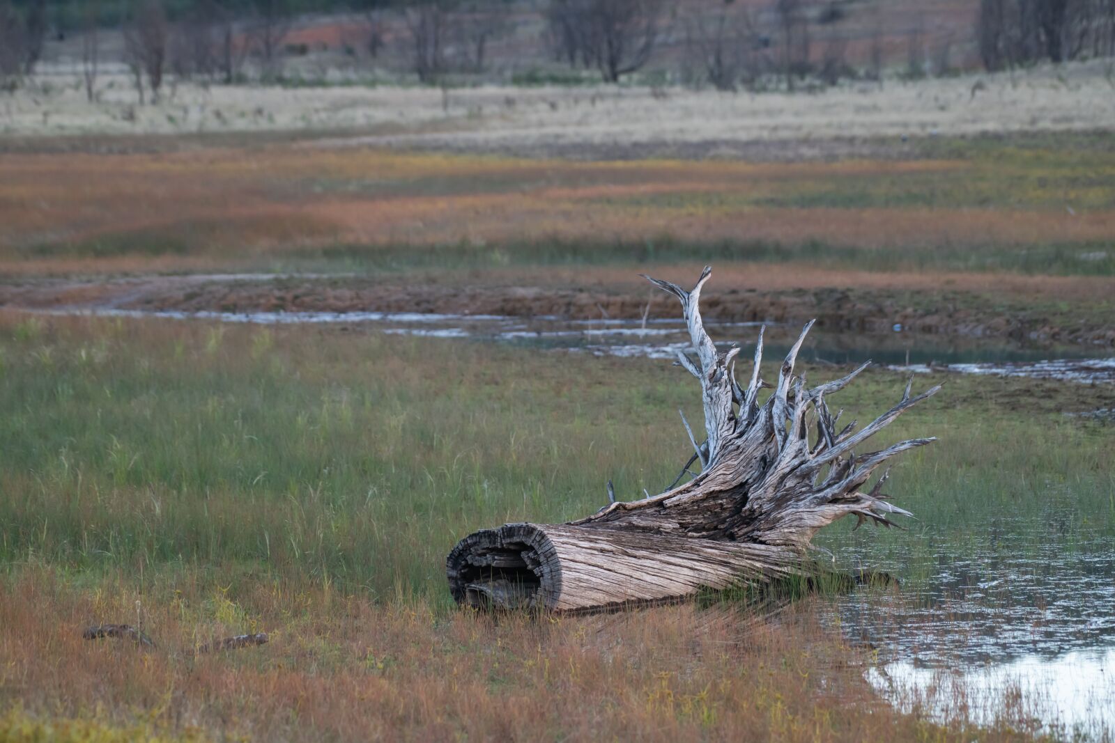 Nikon D850 sample photo. Log, tree, roots photography