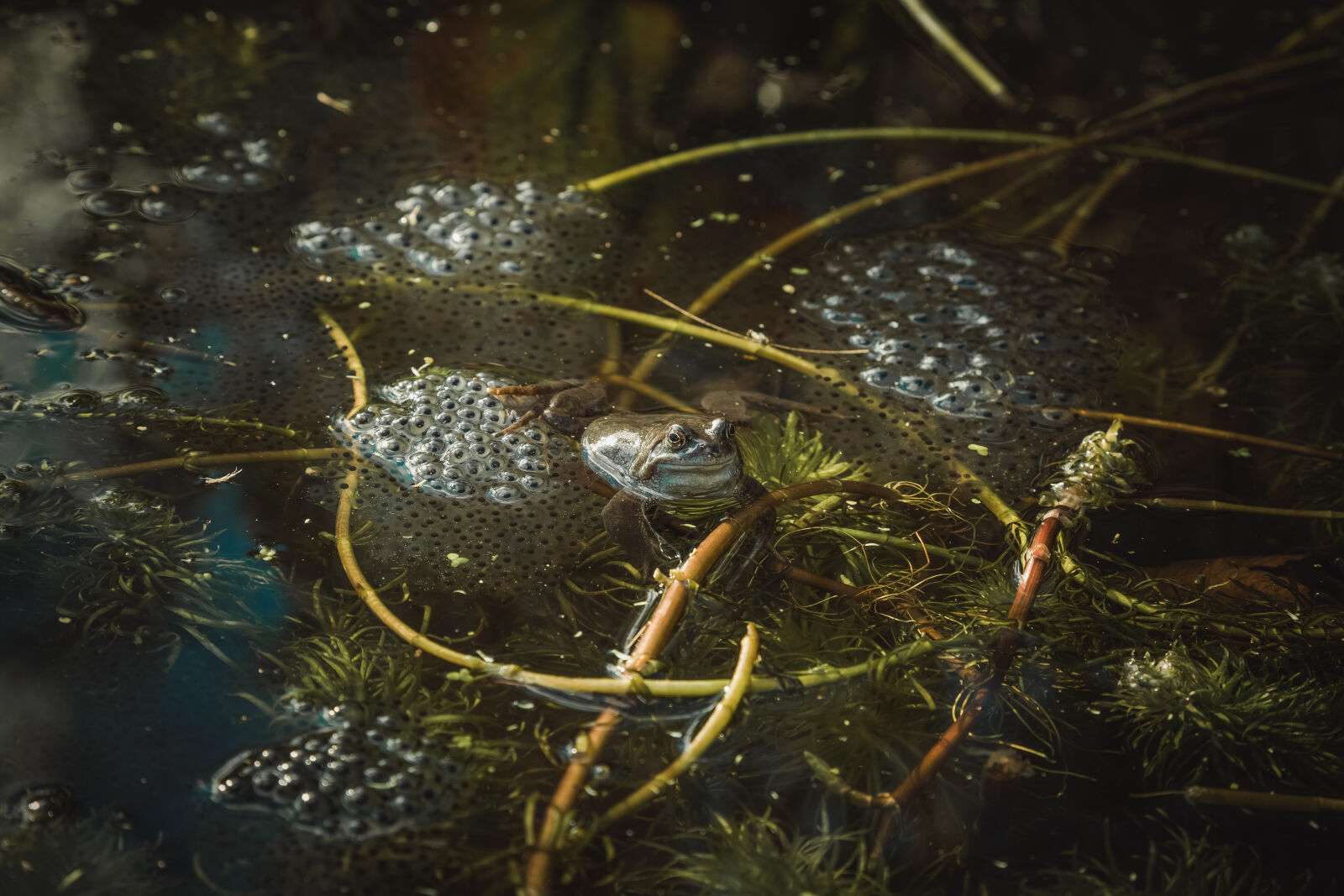 Canon EF 24-105mm F4L IS USM sample photo. Eggs, frog, frogs, frogs photography
