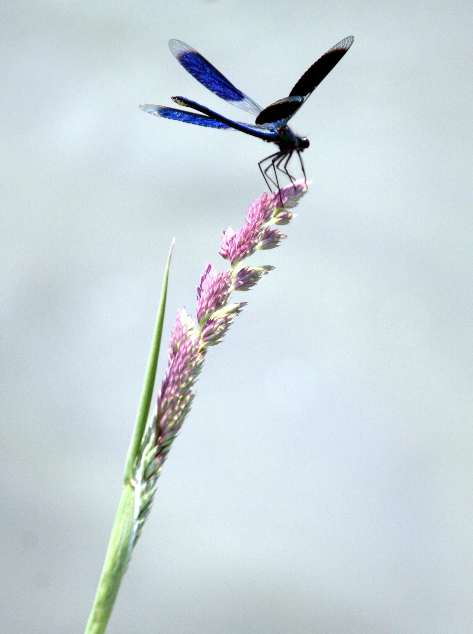 Canon EOS 350D (EOS Digital Rebel XT / EOS Kiss Digital N) sample photo. Dragonfly, grass, water photography