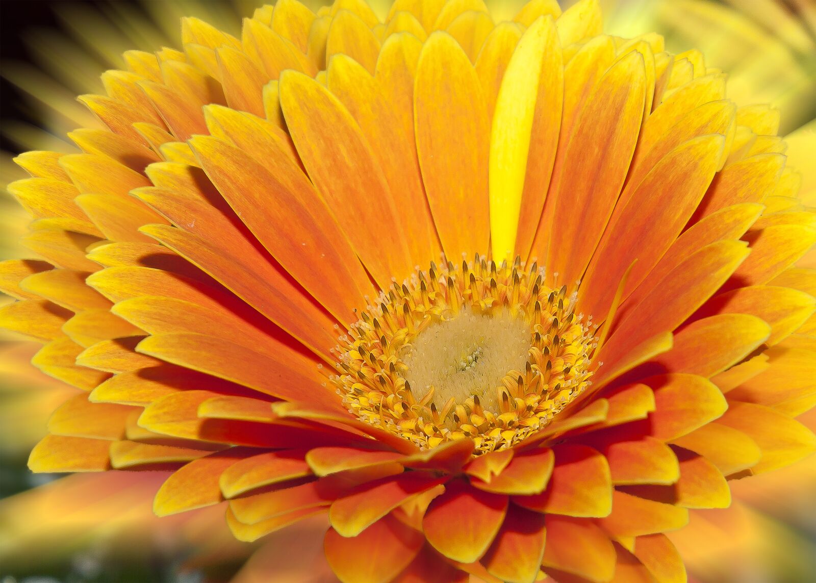 Canon EOS 50D + Canon EF 24-105mm F4L IS USM sample photo. Gerbera, orange, flower photography