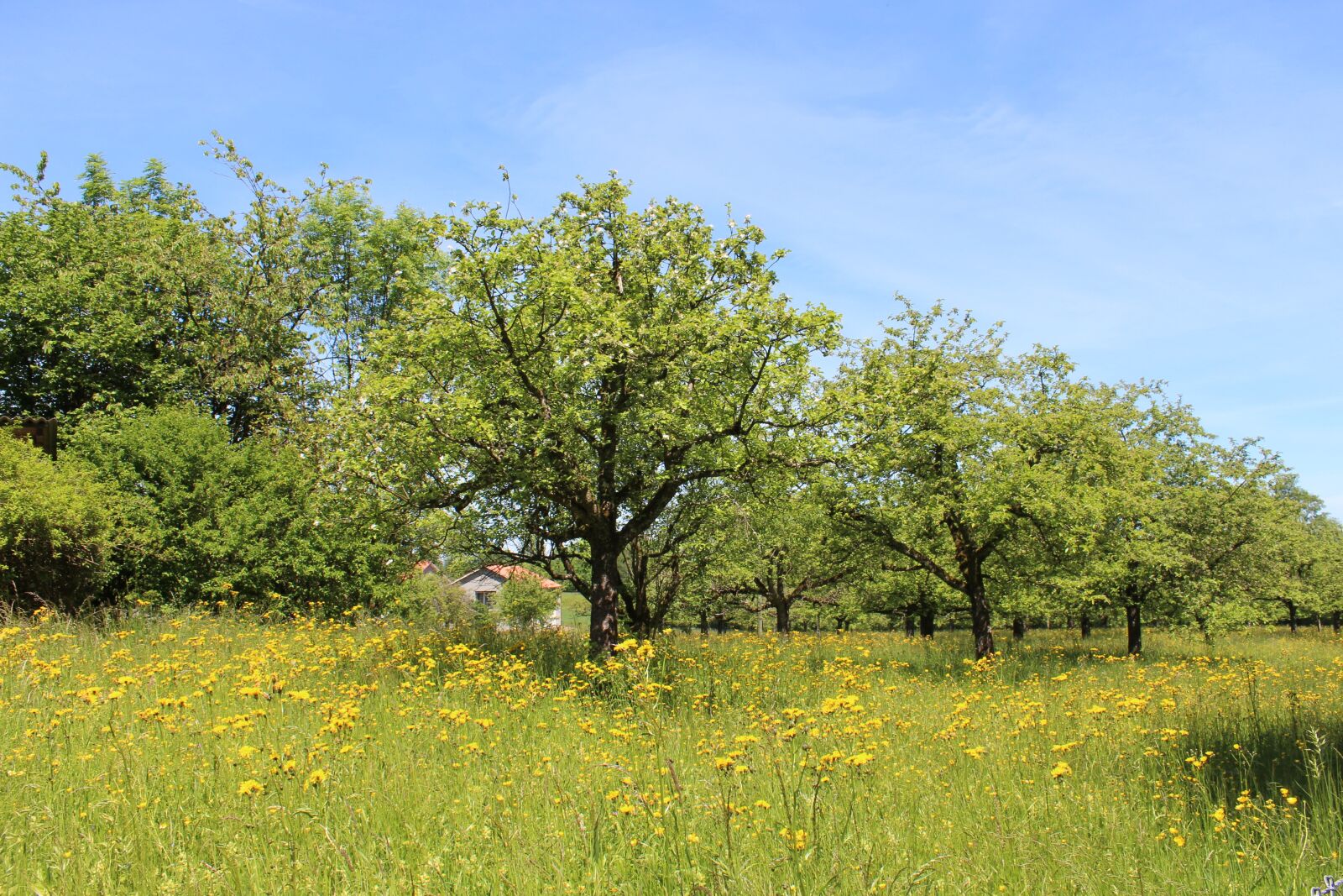 Canon EOS 650D (EOS Rebel T4i / EOS Kiss X6i) sample photo. Trees, meadow, grass photography