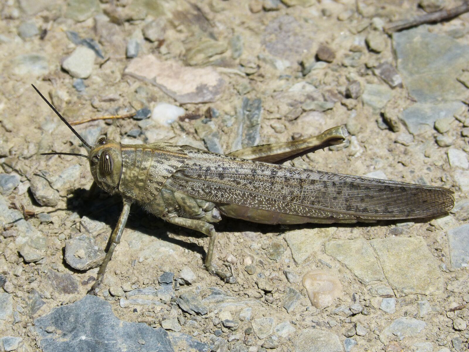 Panasonic DMC-FZ62 sample photo. Grasshopper, lobster, orthopteron photography