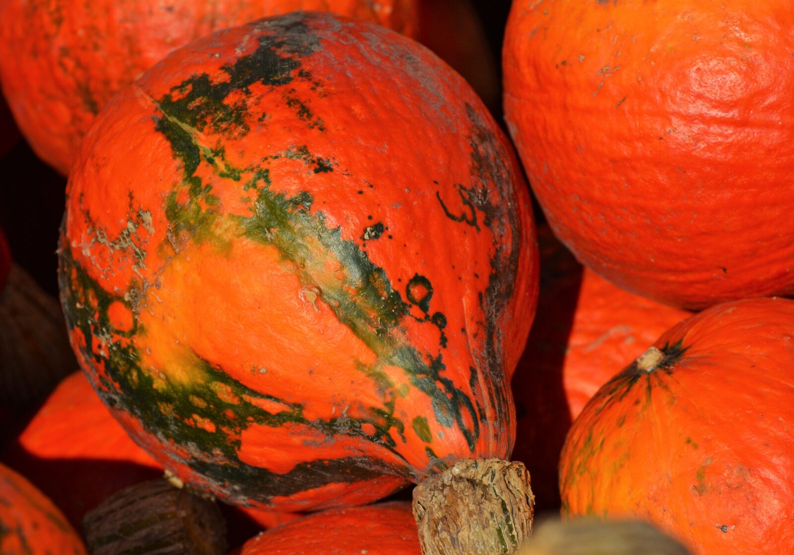 Nikon D3200 sample photo. Pumpkin, fruit, orange photography