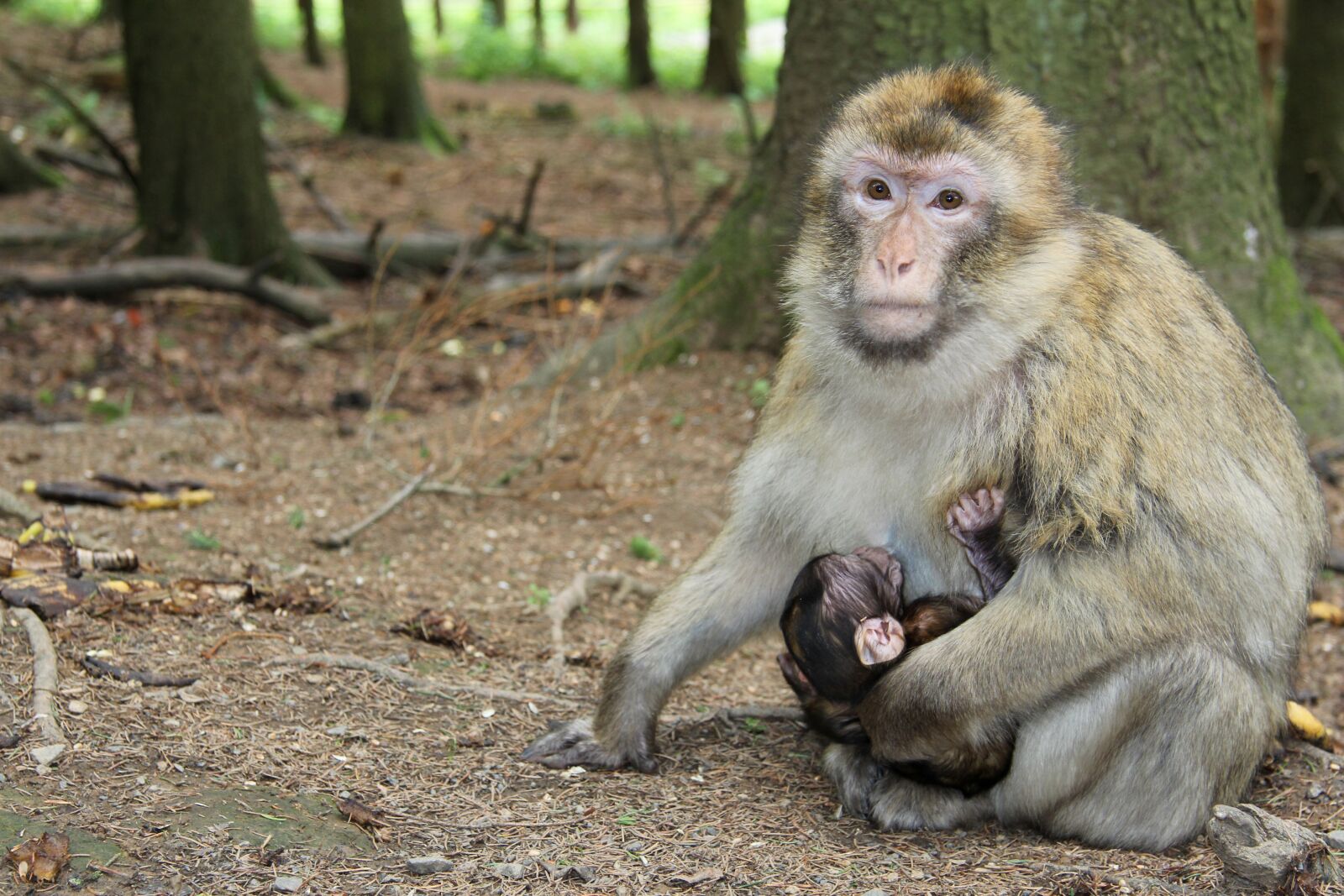 Canon EF-S 17-85mm F4-5.6 IS USM sample photo. Monkey, forest, gibbon photography