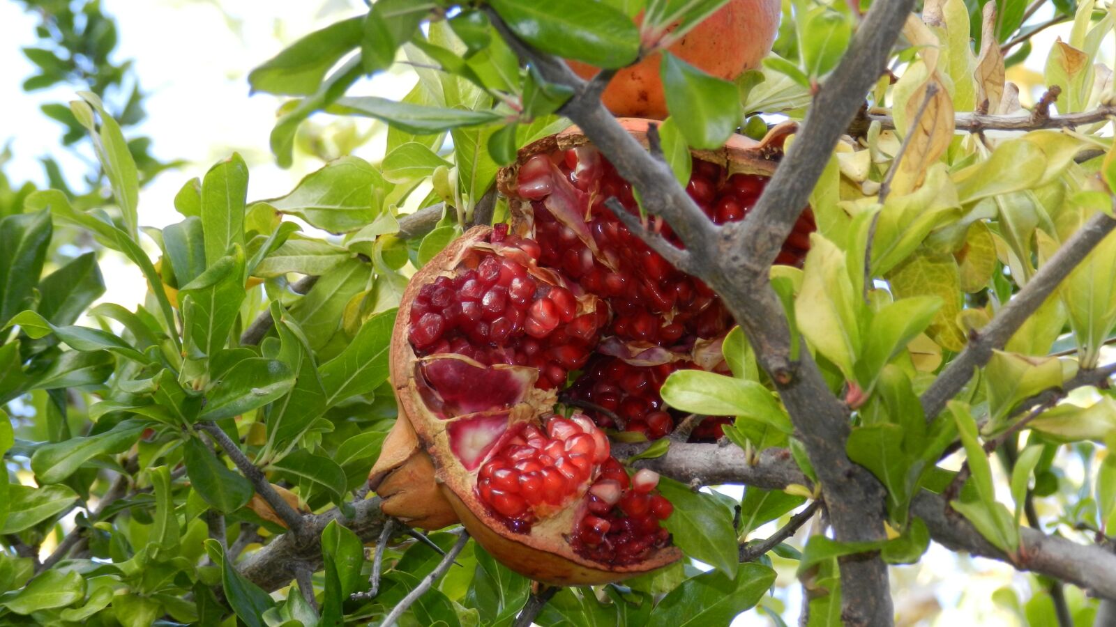 Nikon Coolpix P500 sample photo. Fruit, nature, food photography