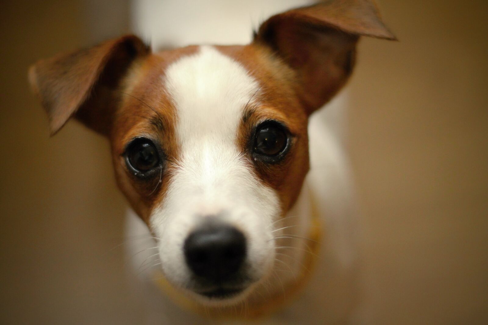 Canon EOS 1100D (EOS Rebel T3 / EOS Kiss X50) + Canon EF 50mm F1.8 II sample photo. Jack russell terier, dog photography
